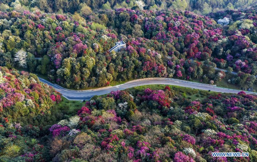 Flores de azalea en Bijie, Guizhou 