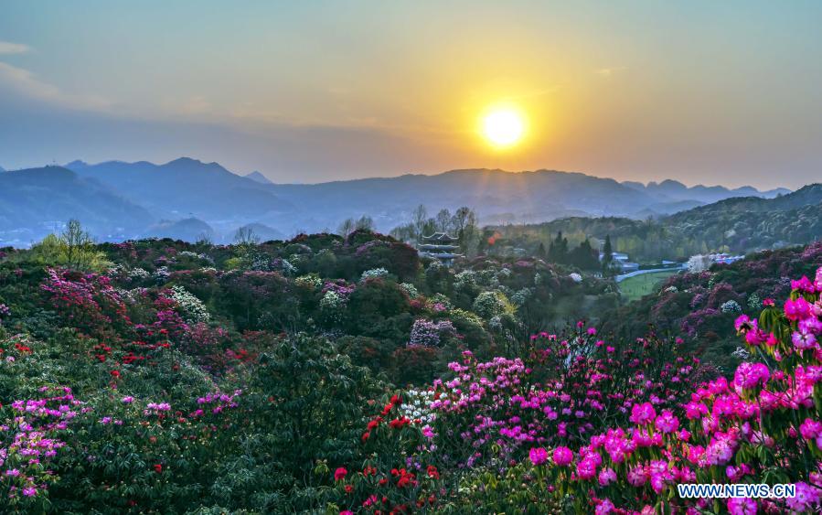 Flores de azalea en Bijie, Guizhou 