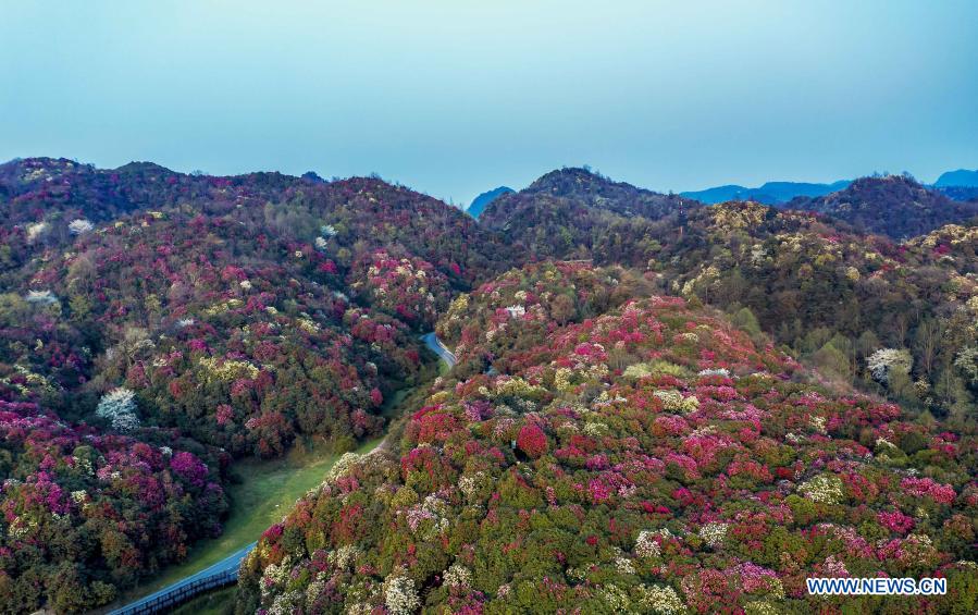 Flores de azalea en Bijie, Guizhou 