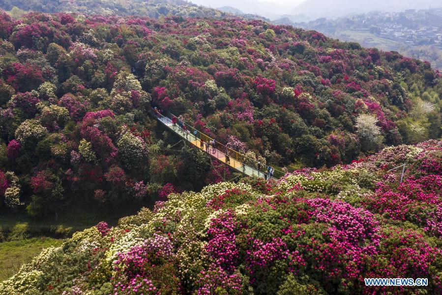 Flores de azalea en Bijie, Guizhou 