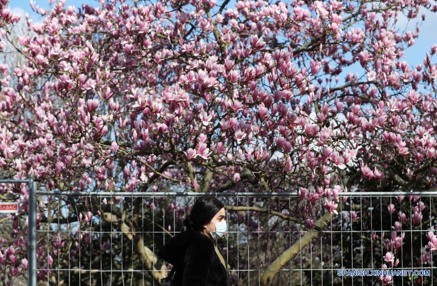 Árbol de magnolia en flor en París, Francia 