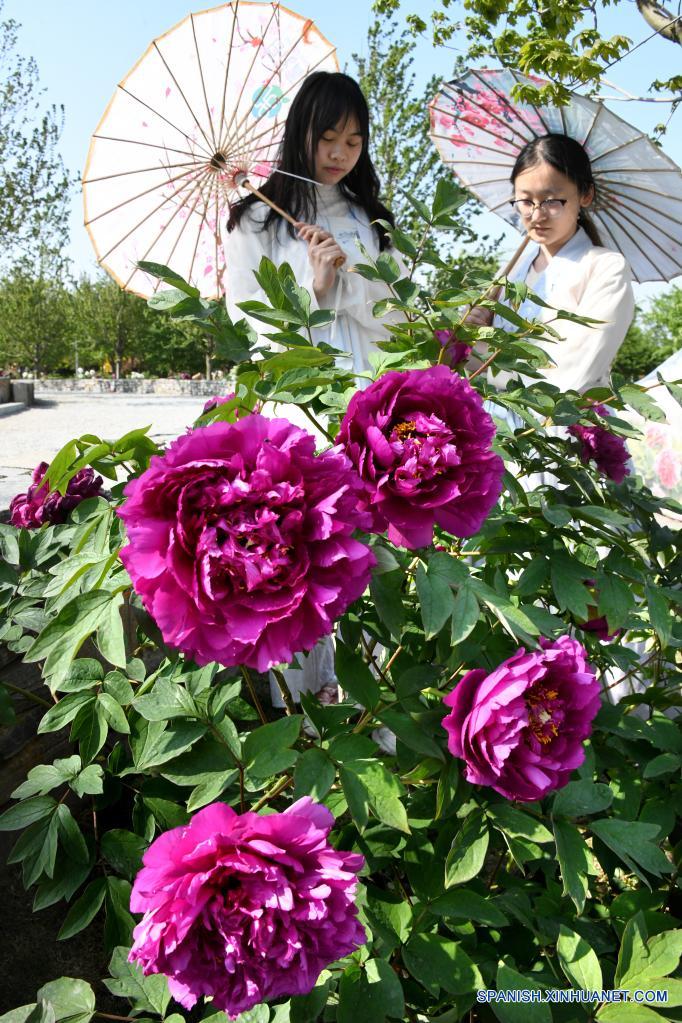 Visitantes disfrutan de flores de peonía en un parque industrial de peonías  en Qingdao, Shandong