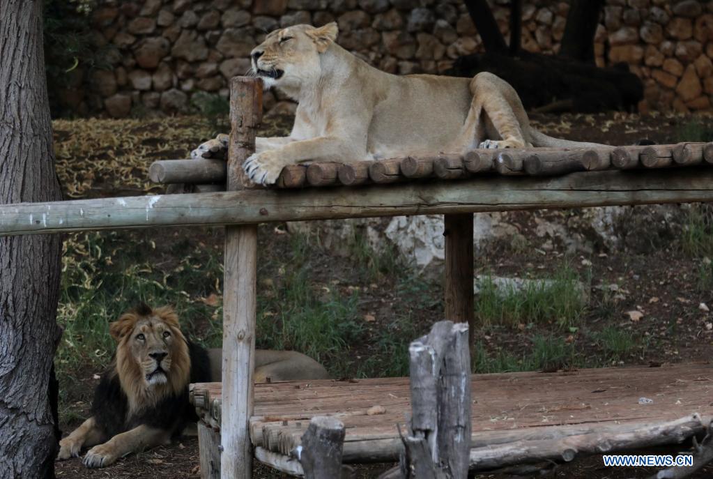 Leones en zoológico en Jerusalén