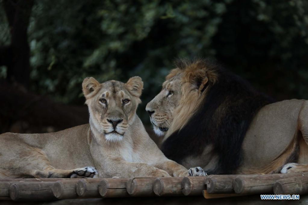 Leones en zoológico en Jerusalén