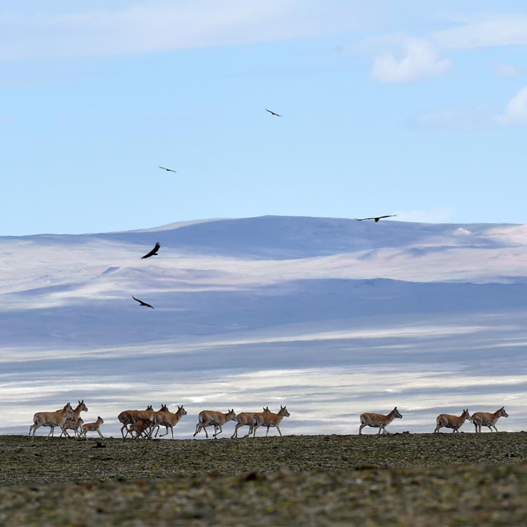 Antílopes tibetanos pastan en la Reserva Natural Nacional de Qiangtang en el Tíbet