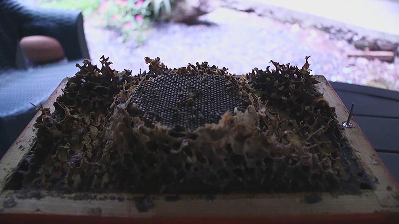 Honduras posee santuario de conservación y protección de abejas sin aguijón