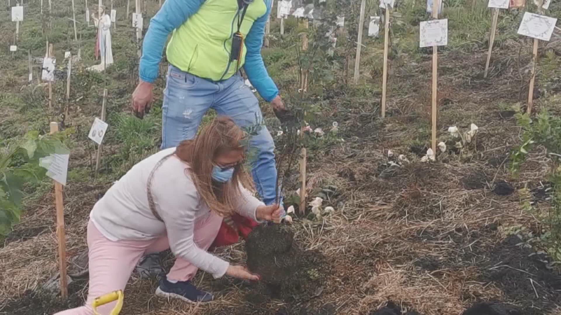 Con siembra de cenizas de víctimas de la COVID-19 reforestan páramo en centro de Colombia