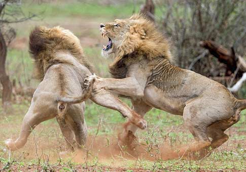 Dos leones pelean por una leona 