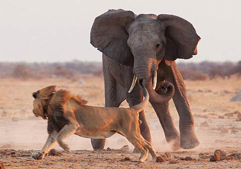 Enfrentamiento entre león y elefante
