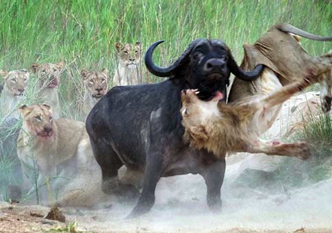 Top 48+ imagen peleas de bufalos con leones