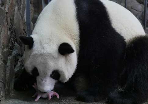 La panda gigante"Ai Bang" dio a luz a un cachorro