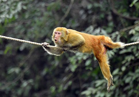 Hubei: Macacos salvajes en villa de Shiziguan