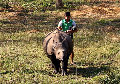 Fotos de cría de rinoceronte en Parque Nacional de Chitwan, Nepal
