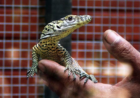 Fotos de bebés de dragón de Komodo en Parque Zoológico de Surabaya, Indonesia