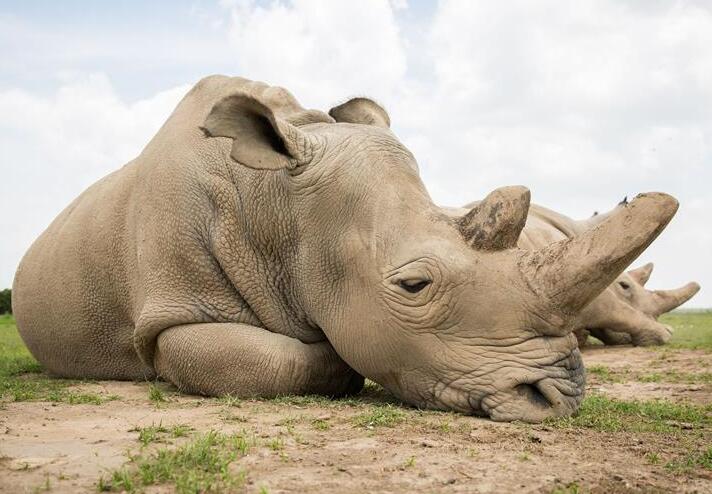 Adiós a Sudán, el último rinoceronte blanco del norte en el mundo