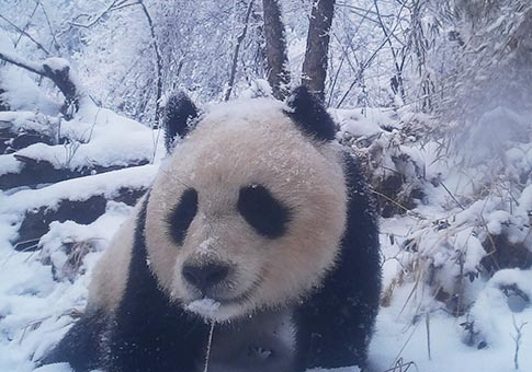 Gansu: Imágenes captadas con cámara infrarroja de pandas gigantes salvajes