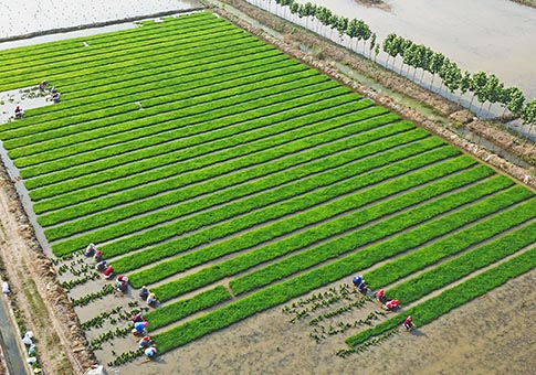 Jiangsu: Agricultores trasplantan plántulas de arroz de suelo salino en Lianyungang