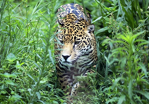 Honduras: Animales en Zóológico Rosy Walther en Tegucigalpa