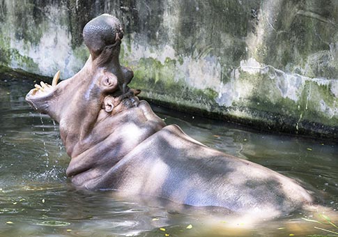 Zoológicos toman medidas para mantener a animales frescos en verano en China