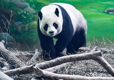 Pandas gigantes celebran cumpleaños en Taipei