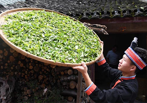 Guangxi: Entran en temporada de cosecha plantaciones de té en municipio de Jinxiu