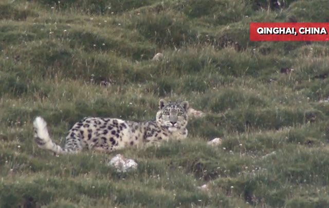 China preserva al leopardo de las nieves