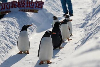 Pingüinos del parque temático Harbin Polarland