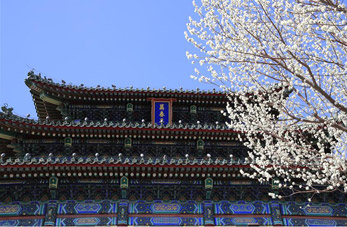 Flores de melocotón en Beijing