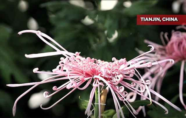 Crisantemos en flor atraen a decenas de turistas en China
