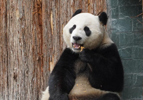Parque de Investigación y Conservación del Panda Gigante Jiawuhai en Sichuan