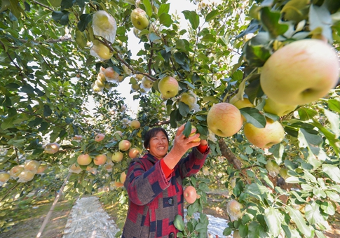 Temporada de cosecha de manzanas en Handan, Hebei