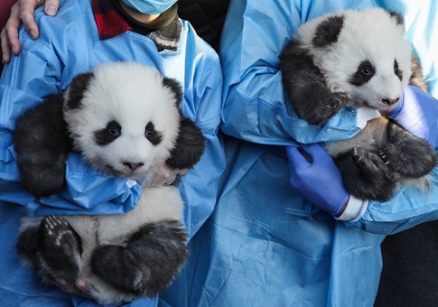 Cachorros de panda gemelos "Meng Xiang" y "Meng Yuan" en Zoológico de Berlín