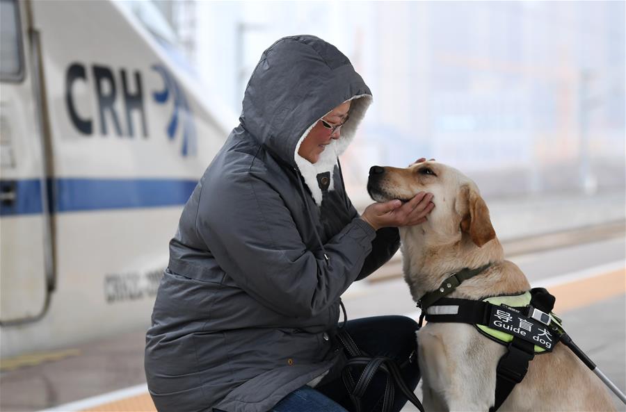 Los perros guía están entrenados para ayudar a los pasajeros con discapacidad visual