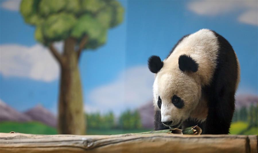 Liaoning: Pandas gigantes "A'ling" y "Qingcheng" en su nueva casa en Anshan