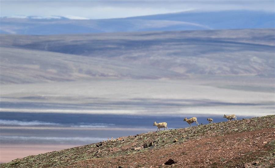 Antílopes tibetanos cerca del lago Zonag en provincia de Qinghai