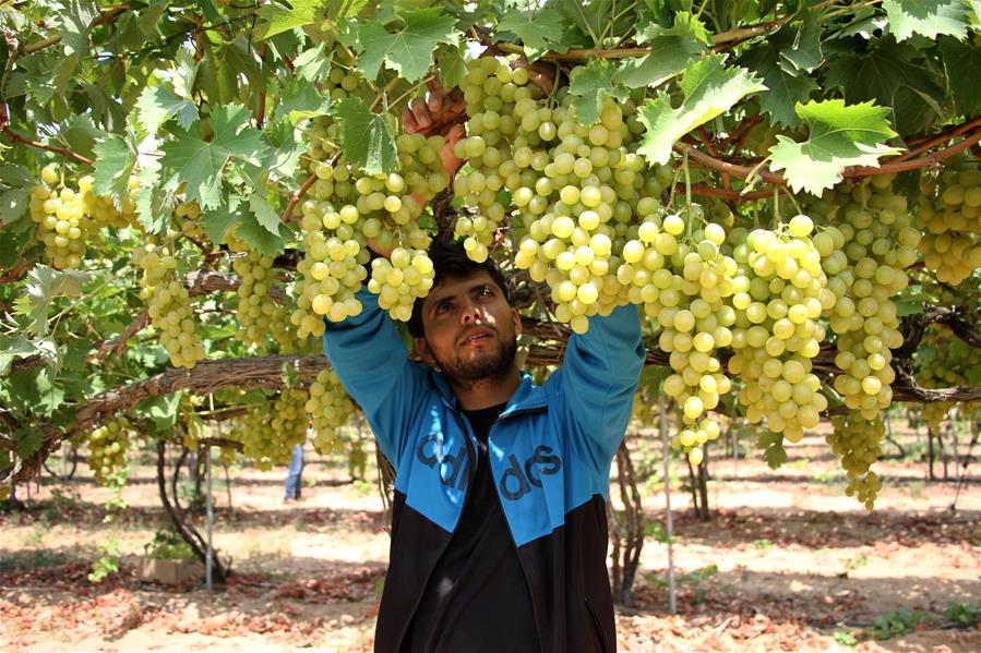 Temporada de cosecha de uvas en la Ciudad de Gaza