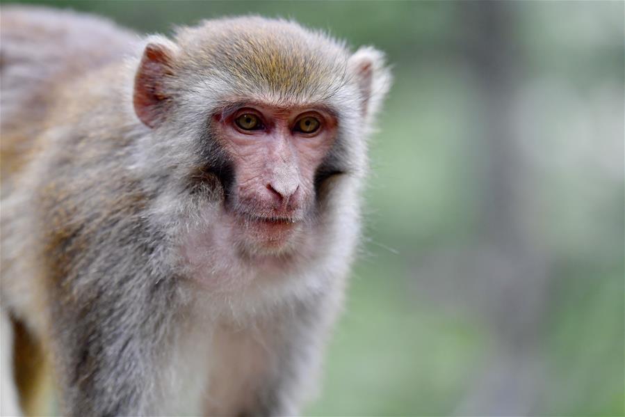 Tíbet: Macaco tibetano en Shannan