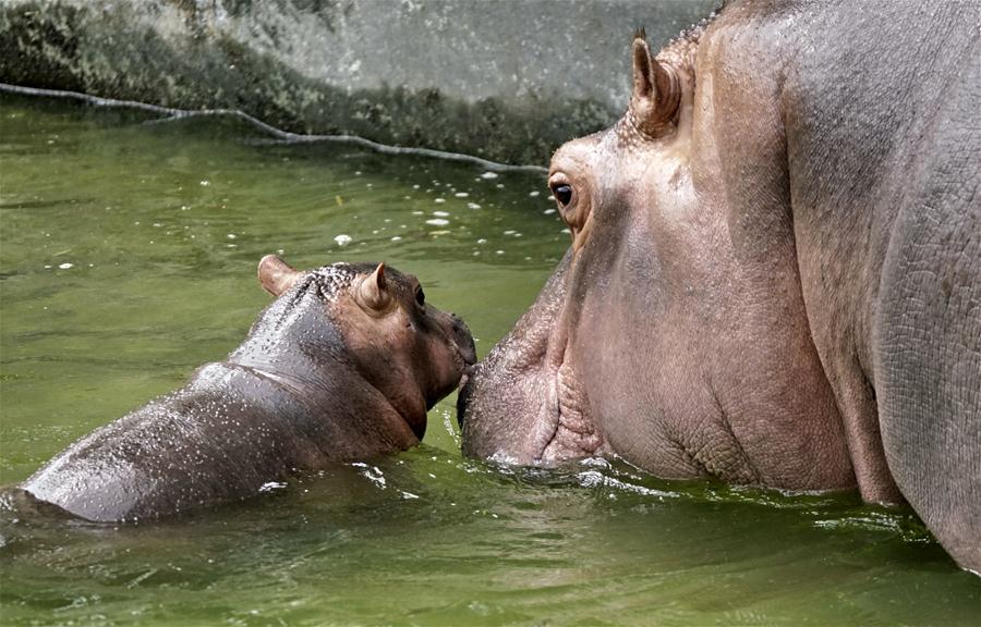Zoológico de Beijing adecua instalaciones para ayudar a animales a protegerse del calor