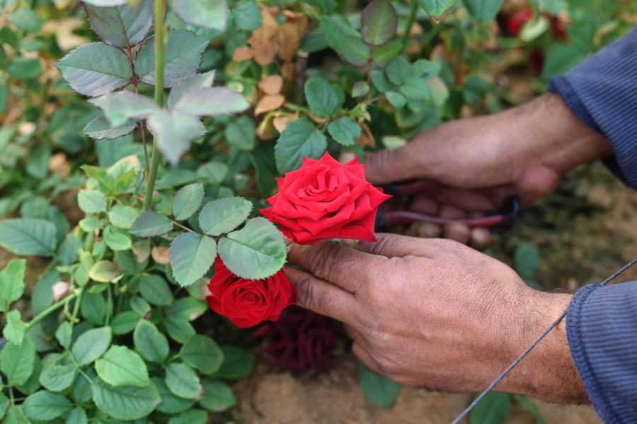 Agricultores recolectan flores en una granja en la ciudad de Rafah
